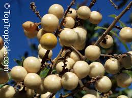 Image result for Deinbollia