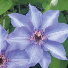 They offer a huge variety of bloom size compact vine around 5'. Clematis Konigekind Clearview Horticultural Products