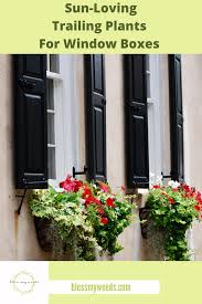Growing flowers in a window box is a great way to brighten up the front of your home. The Best Trailing Plants For Window Boxes Bless My Weeds