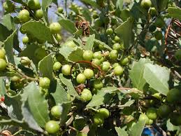 Image result for Rhoicissus