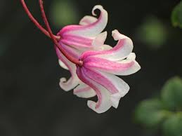 We did not find results for: Clematis Princess Kate Clematis Texensis Princess Kate Baumschule Horstmann