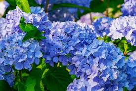 Gift them to someone who needs protection or someone who you care about. 9 Good Luck Flowers You Should Plant Around Your House