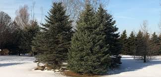 Check spelling or type a new query. Pine Trees 101 Top Tips On How To Prune And Care For Evergreens