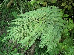 Image result for Histiopteris