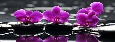 Orchid Flower Facebook Cover Timelinecovers Pro Purple Orchids Orchid Wallpaper Orchid Flower