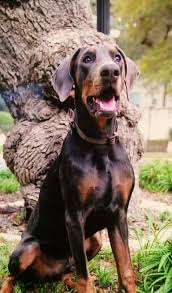 Get healthy pups from responsible and professional breeders at puppyspot. Doberman Puppies For Sale Houston Craigslist