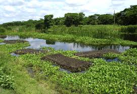 Maybe you would like to learn more about one of these? How To Make A Floating Vegetable Garden Step By Step Weadapt Climate Change Adaptation Planning Research And Practice