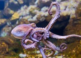 Oktopus with actionpoint suite required for qwizdom actionpoint users. Tierwelt Funf Erstaunliche Fakten Uber Oktopusse Geolino