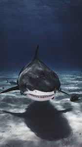 Check spelling or type a new query. Awesome Fond Decran Iphone 7 Hd Wallpaper439 Check More At Http All Images Net Fond Decran Iphone 7 Hd Wallpaper439 Shark Pictures Shark Shark Photos
