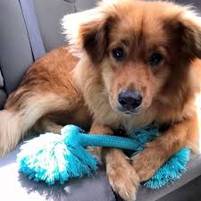 Last week panama city, fl animals and pets for adoption offered. Animal Control Lynn Haven Fl