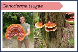 Image result for Ganoderma tsugae
