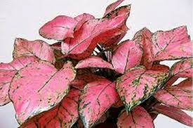 Chinese Evergreen Aglaonema Varieties Part 2 Evergreen Plants Garden
