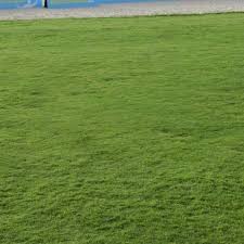 Image result for Paspalum vaginatum