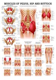Pin On Anatomy And Physiology