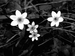 Wallpaper high / wallpaper high / ?.asp?= site:.net. Black And White Flowers Wallpapers Hd Pixelstalk Net