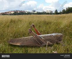 De caelifera zijn een onderorde van insecten die tot de orde orthoptera (rechtvleugeligen) oftewel krekels en sprinkhanen behoort. Grasshopper Image Photo Free Trial Bigstock