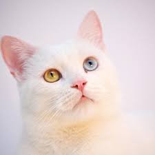 Kucing munchkin tergolong sebagai kucing yang populer di indonesia. 10 Jenis Kucing Termahal Di Dunia Berapa Harganya Bisnis Liputan6 Com