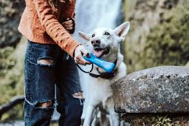 There is a long list of why dogs are such a wonderful companion to have, some of the reasons include their loyal nature, their loving disposition, and protective instincts. 90 Animal Trivia Questions How Many Can Your Kids Answer