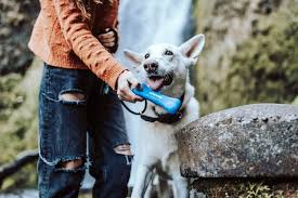 If you can answer 50 percent of these science trivia questions correctly, you may be a genius. 90 Animal Trivia Questions How Many Can Your Kids Answer