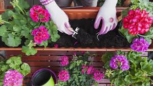 Du kannst die pflanzen im balkonkasten auf vielfältige weise kombinieren und so für ein buntes bild sorgen. Balkonpflanzen Richtig Einpflanzen Und Pflegen Tipps