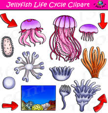 When jellyfish are born they are called planula larva. Jellyfish Life Cycle Clipart Set Download Clipart 4 School