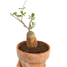 Image result for Fockea angustifolia