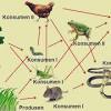 Jaring makanan adalah visualisasi aliran energi dan nutrisi melalui sebuah ekosistem, sementara rantai makanan adalah gambar di bawah adalah tingkat trofik dari rantai makanan di danau. 1