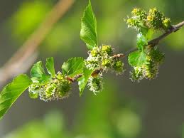 Image result for Morus indica