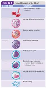 Apr 20, 2021 · the formed elements of blood include two types of blood cells: Table 12 1 Formed Elements Of The Blood Diagram Quizlet