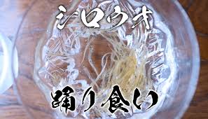 シロウオの踊り食い | ポテドンのマイボ釣りボウズ in 佐世保