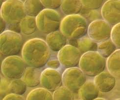 Image result for Asplenium markusbeckeri