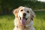 20 Super Friendly Dog Breeds - Dogtime