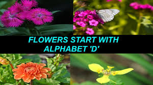 Check spelling or type a new query. Most Beautiful Flowers Start With D Names Of Flowers Types Of Flowers Must Watch Youtube