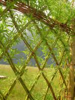 Détail de haie tressée en osier vivant. Osier Du Morin Osier Du Morin Clotures Amenagements