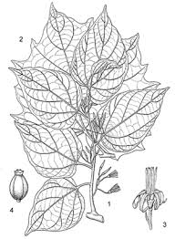 Image result for Alangium chinense