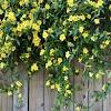Annuals, biennials and herbaceous perennials. 3