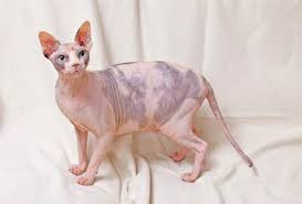 Sphynx cats have normal life spans. Sphynx Cat Breed Information And Advice Your Cat