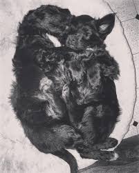 Black And White Parti Aussiedoodle Sleepypupsunday With These Two Snuggly Siblings Black Blackandwhite White Parti Puppies Nap In 2020 Puppies Mini Aussie Aussiedoodle