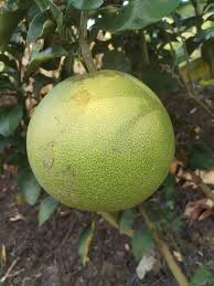 Image result for Citrus maxima