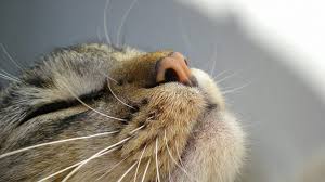 Kedi Gribi Kedi Nezlesi Belirtisi Tedavisi Miyhav Com