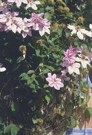 Image result for Clematis uhehensis