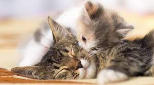 kedilerde dogum sureci ve yapmaniz gerekenler pet ihtiyac