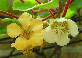 Image result for Actinidia