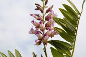 Image result for Sophora velutina
