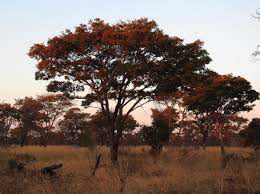 Image result for Colophospermum