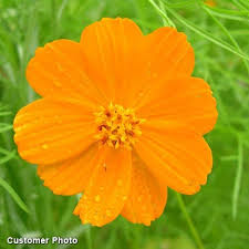 Flowers of sulfur (british spelling flowers of sulphur) is a very fine, bright yellow sulfur powder that is produced by sublimation and deposition. Sulphur Cosmos Mix Seeds Cosmos Sulphureus Seeds High Country Gardens