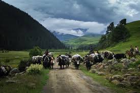 Sikkim is a world onto its own amidst the beautiful and majestic himalayas. Are These The Last Dropka Yak Herders In Sikkim Global Voices