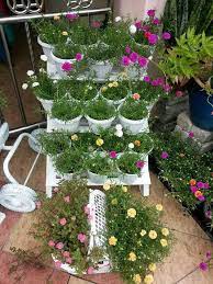 Maybe you would like to learn more about one of these? Bunga Rose Jepun