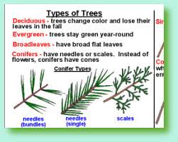 Oakview Resources Tree Identification At A Glance