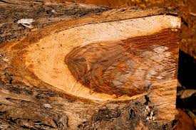 Bibit pohon jati 10 bibit n@. Kesalahan Memilih Grade Kayu Jati Merugikan Anda Jutaan Rupiah Custommebel Com